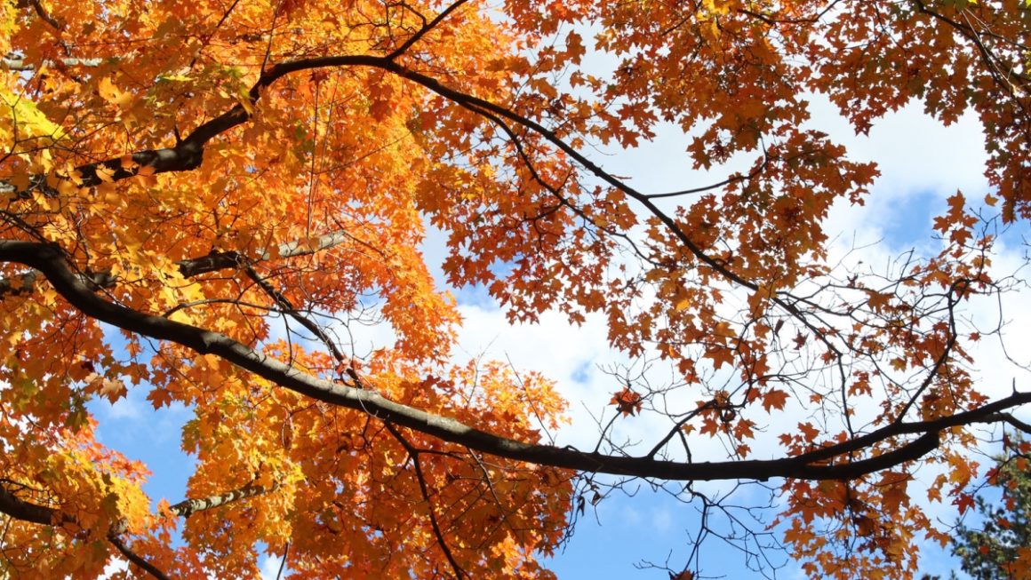 Color Photography Class at Mt. Auburn Cemetery (Cambridge, MA)