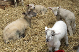 DinglePeninsula 7778-AidansFarm