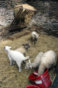 DinglePeninsula 7780-AidansFarm