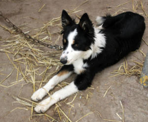 DinglePeninsula 7781-AidansFarm