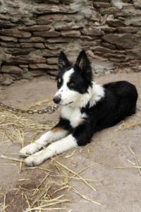 DinglePeninsula 7782-AidansFarm