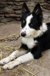 DinglePeninsula 7783-AidansFarm
