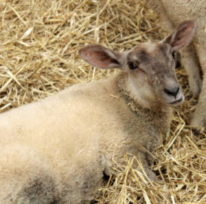 DinglePeninsula 7785-AidansFarm