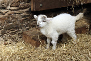 DinglePeninsula 7786-AidansFarm