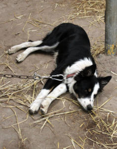 DinglePeninsula 7788-AidansFarm