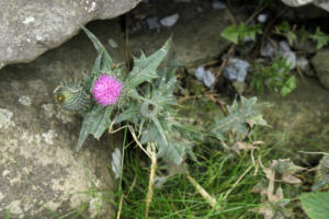 DinglePeninsula 7790