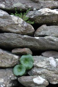 DinglePeninsula 7798-AidansFarm