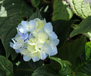 DinglePeninsula 7808-AidansFarm