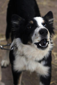 DinglePeninsula 7831-AidansFarm