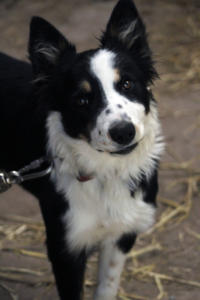 DinglePeninsula 7834-AidansFarm