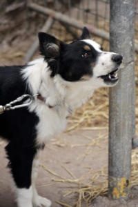 DinglePeninsula 7835-AidansFarm