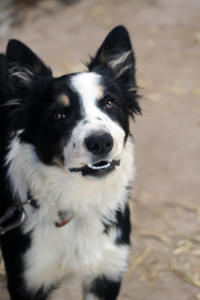 DinglePeninsula 7836-AidansFarm