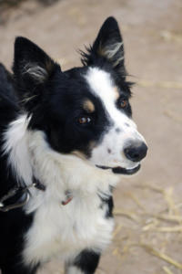 DinglePeninsula 7837-AidansFarm