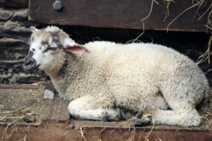 DinglePeninsula 7838-AidansFarm