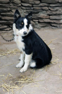 DinglePeninsula 7840-AidansFarm