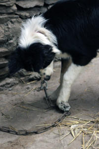 DinglePeninsula 7842-AidansFarm