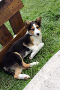 DinglePeninsula 7848-AidansFarm