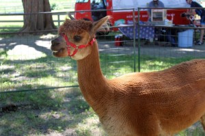 IMG_1822e