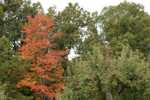 IMG_4528e