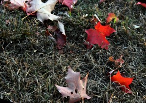 IMG_4571e