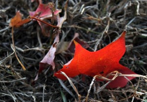 IMG_4572e