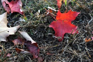 IMG_4576e