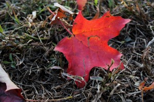 IMG_4577e