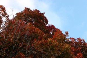 IMG_4607e