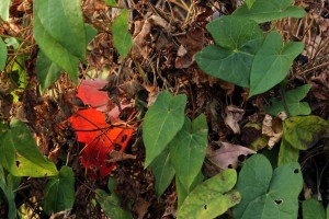 IMG_4627e