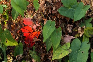 IMG_4628e