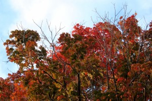 IMG_4639e