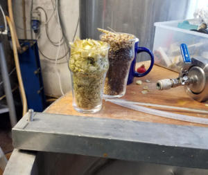 20180910 151018-TigBhric HopsandBarley